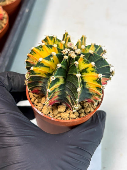 Gymnocalycium Lb Hybrid (gy3) (y7) | Imported Plants
