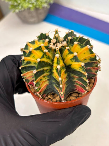 Gymnocalycium Lb Hybrid (gy3) (y7) | Imported Plants