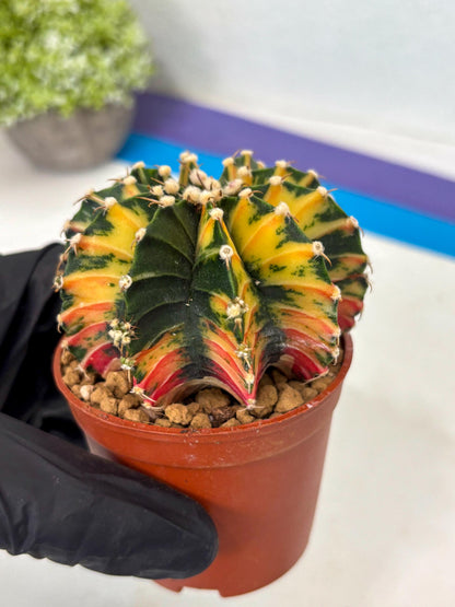 Gymnocalycium Lb Hybrid (gy3) (y7) | Imported Plants