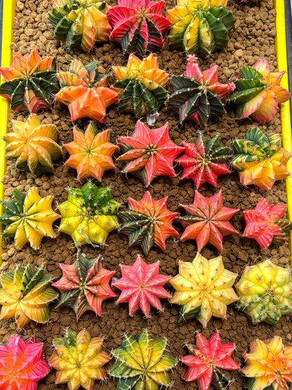 Gymnocalycium Var | Sellers choice | Great for beginners | 1.2~1.5Inch