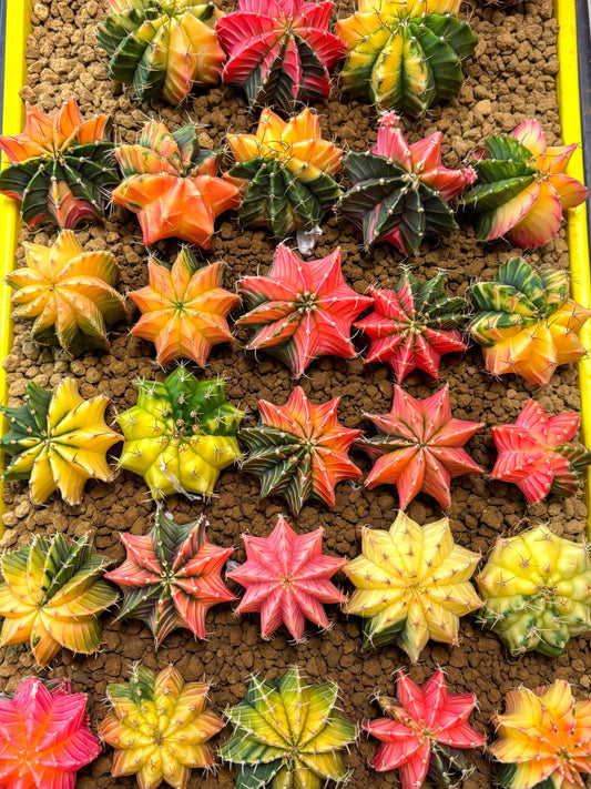Gymnocalycium Var | Sellers choice | Great for beginners | 1.2~1.5Inch