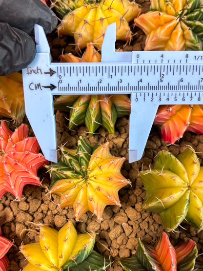 Gymnocalycium Var | Sellers choice | Great for beginners | 1.2~1.5Inch