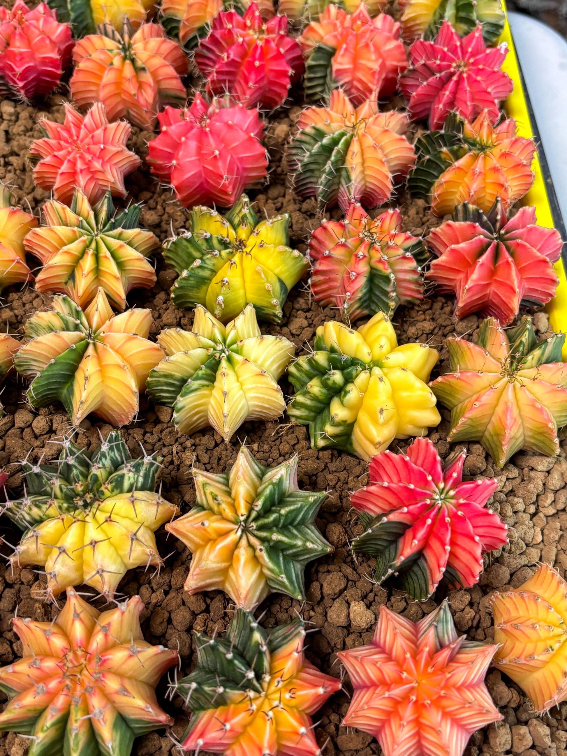Gymnocalycium Var | Sellers choice | Great for beginners | 1.2~1.5Inch