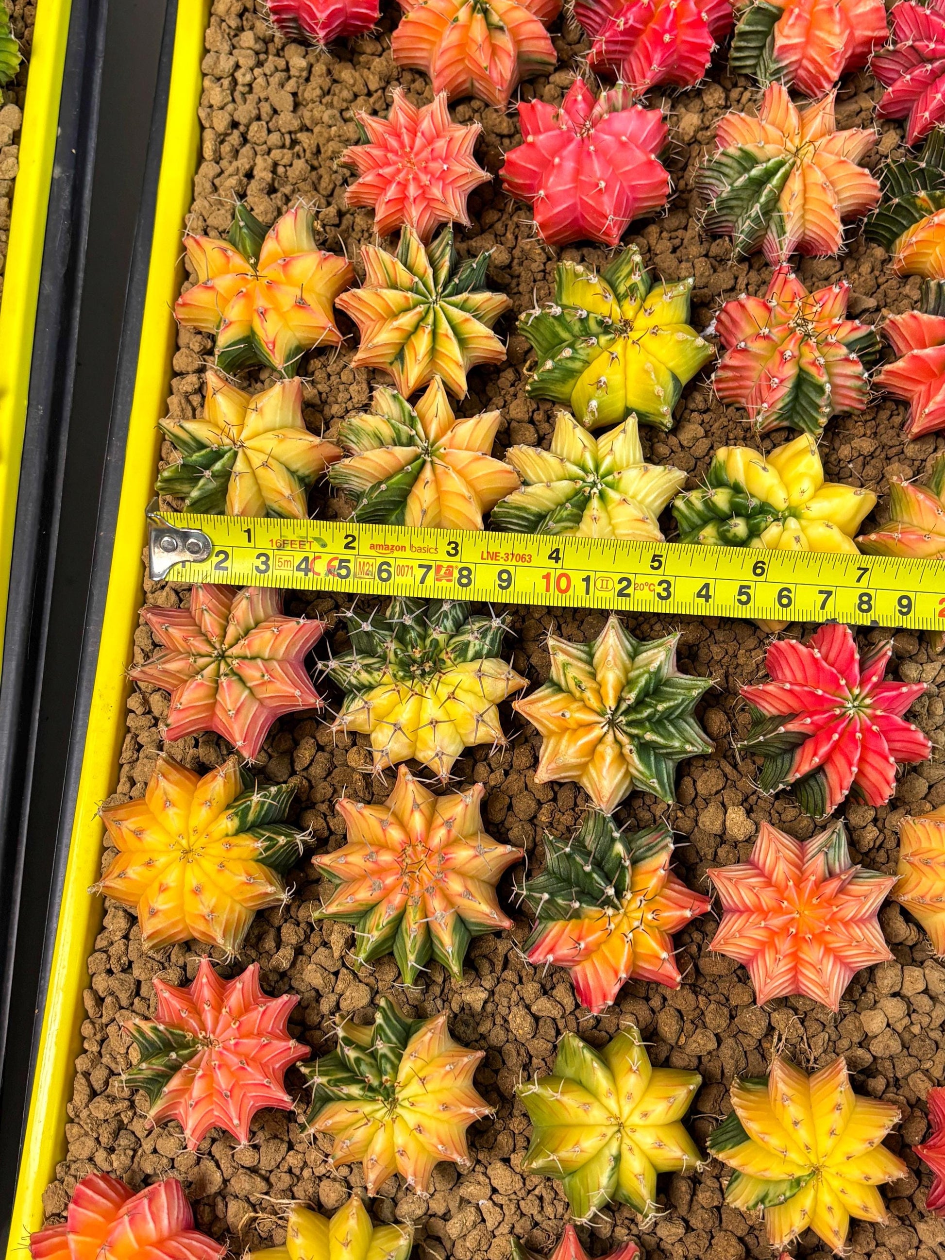 Gymnocalycium Var | Sellers choice | Great for beginners | 1.2~1.5Inch