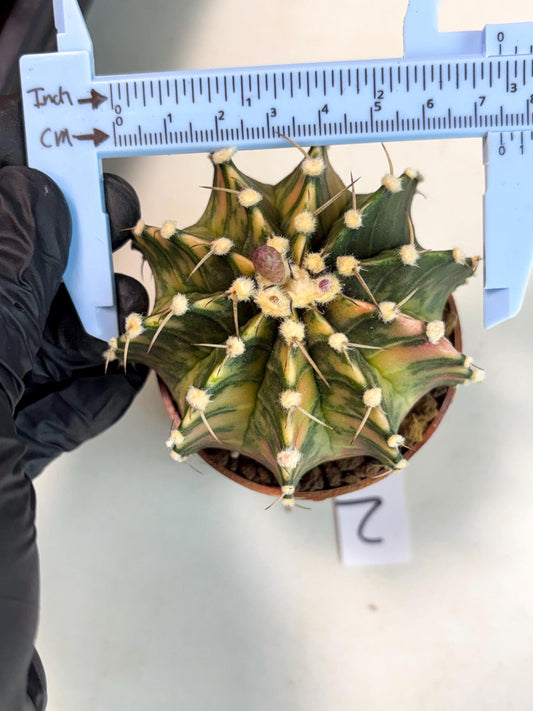 Gymnocalycium Lb Hybrid (gy4) (g2) | Imported Plants