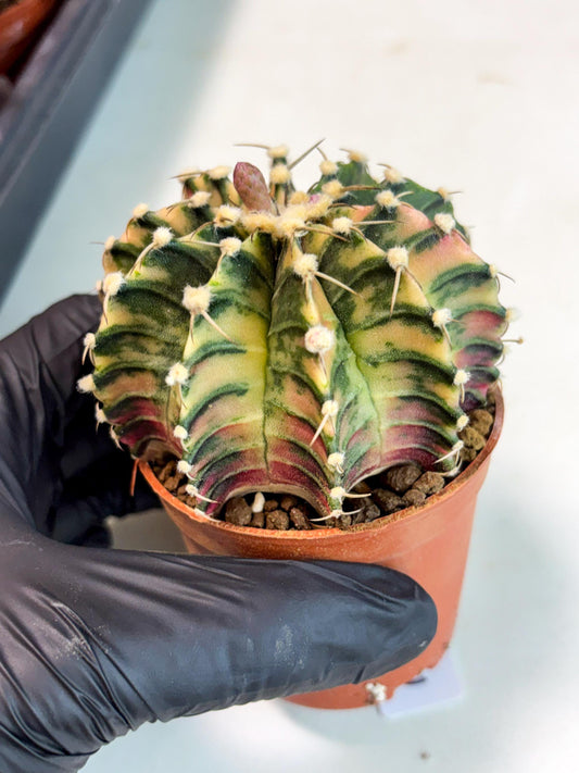 Gymnocalycium Lb Hybrid (gy4) (g2) | Imported Plants