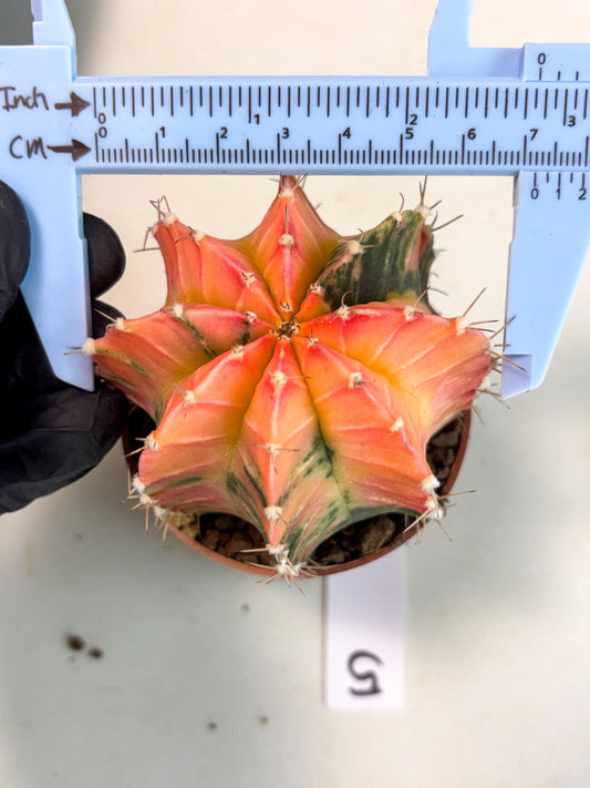 Gymnocalycium Lb Hybrid (gy4) (g5) | Imported Plants