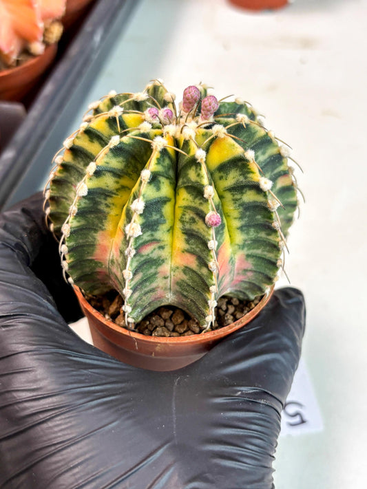 Gymnocalycium Lb Hybrid (gy4) (y5) | Imported Plants