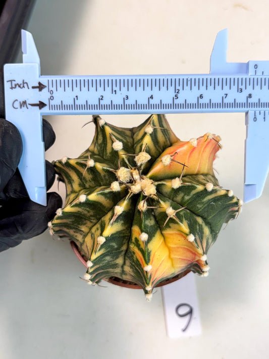 Gymnocalycium Lb Hybrid (gy4) (y6) | Imported Plants