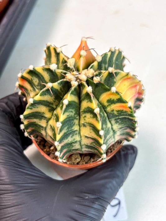 Gymnocalycium Lb Hybrid (gy4) (y6) | Imported Plants
