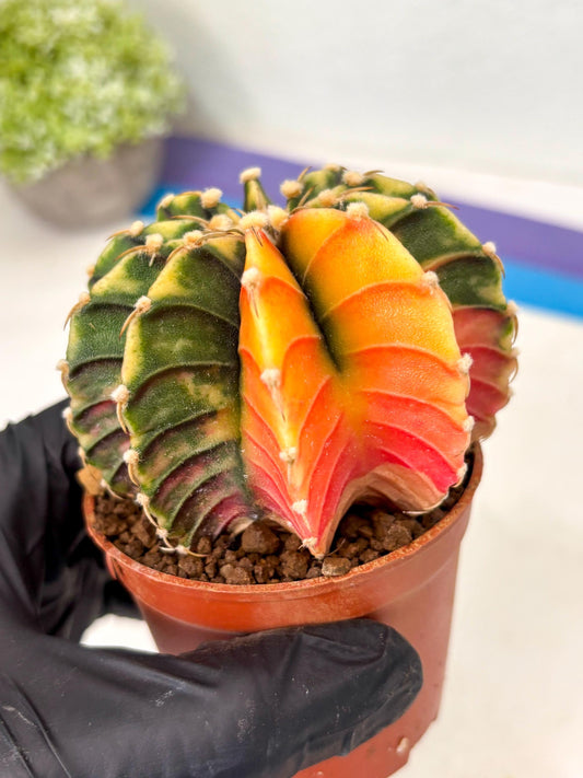 Gymnocalycium Lb Hybrid (gy4) (p6) | Imported Plants