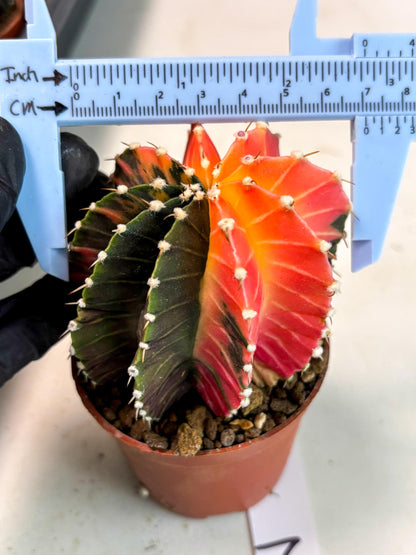 Gymnocalycium Lb Hybrid (gy5) (y2) | Imported Plants