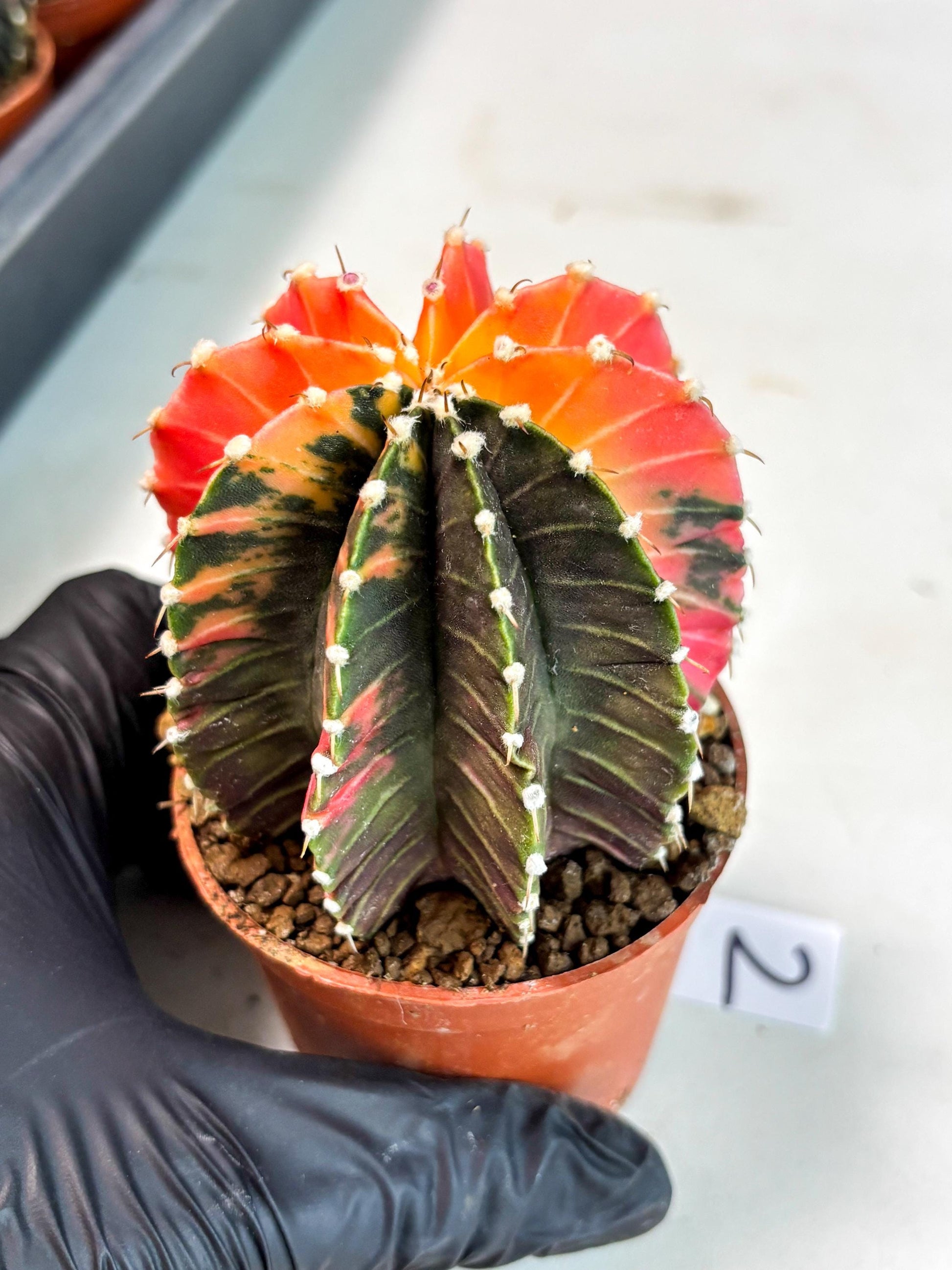 Gymnocalycium Lb Hybrid (gy5) (y2) | Imported Plants