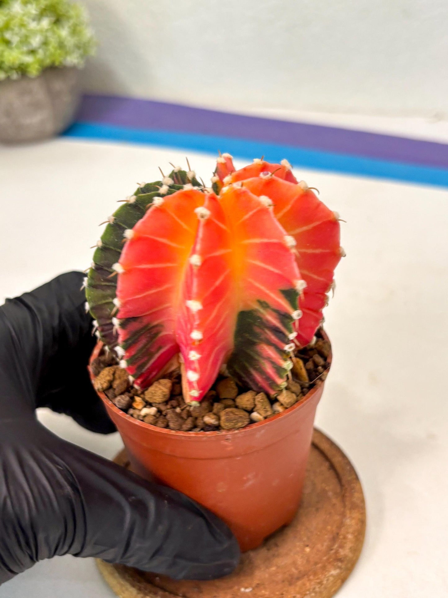 Gymnocalycium Lb Hybrid (gy5) (y2) | Imported Plants