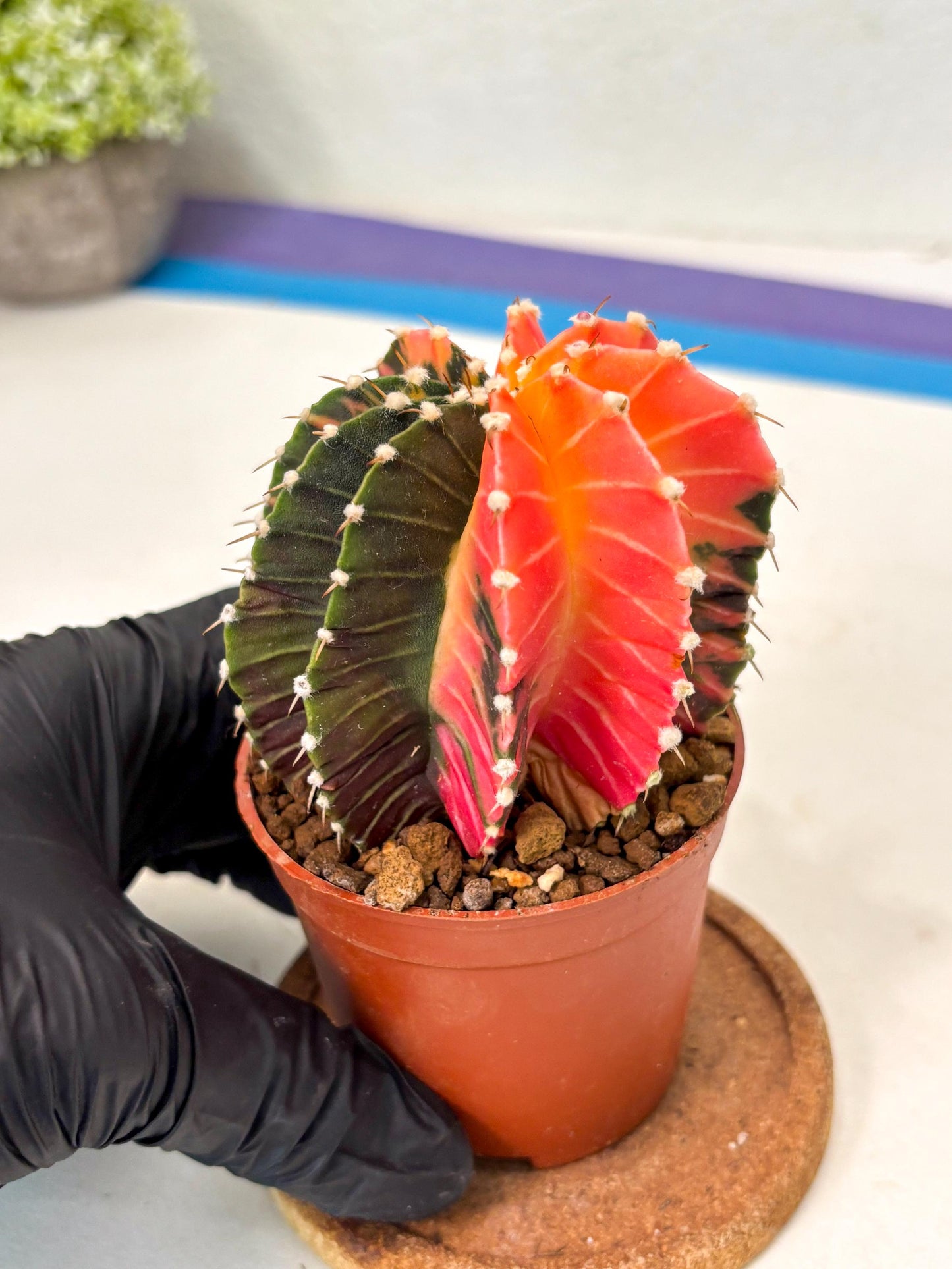 Gymnocalycium Lb Hybrid (gy5) (y2) | Imported Plants