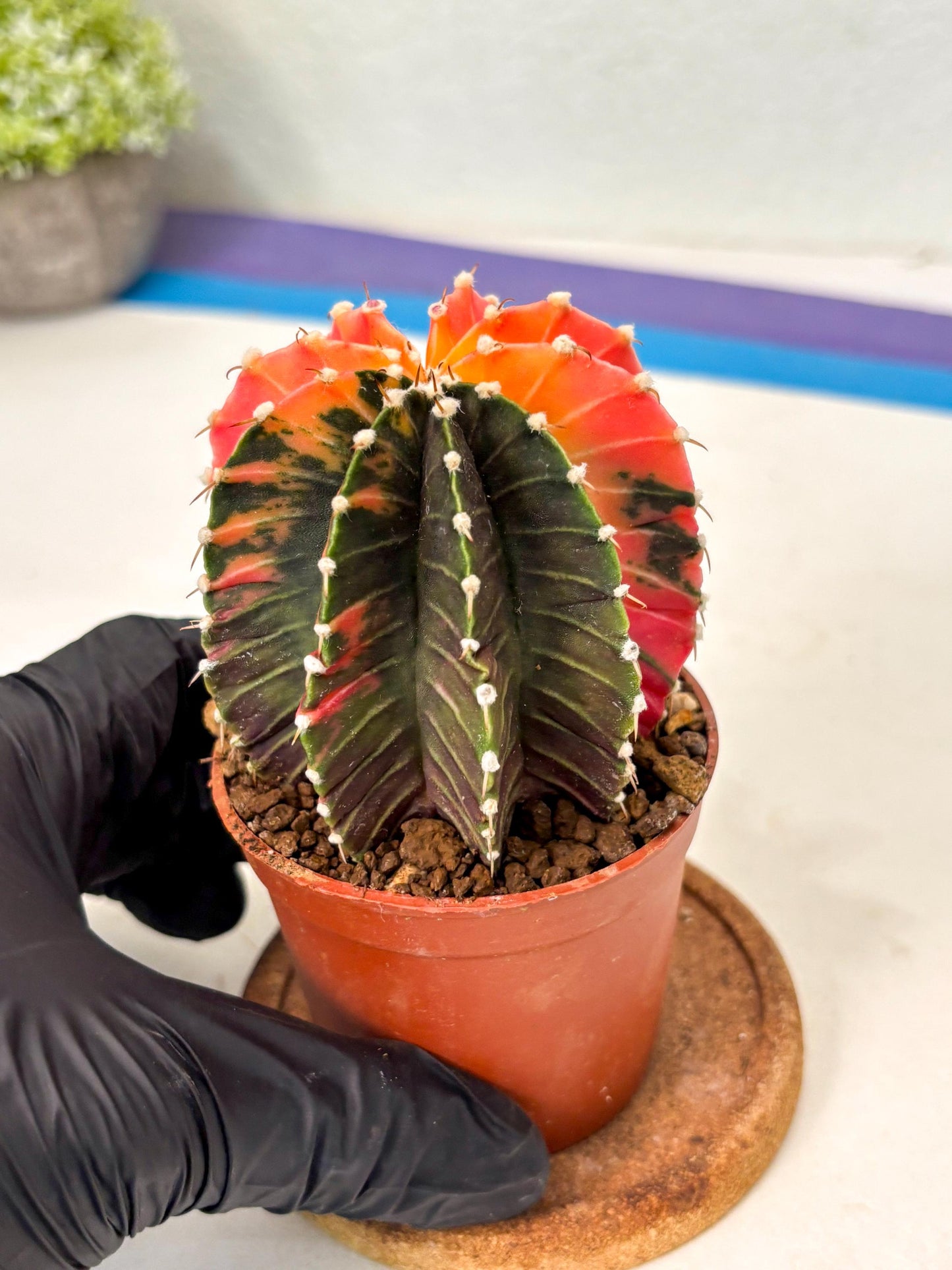 Gymnocalycium Lb Hybrid (gy5) (y2) | Imported Plants