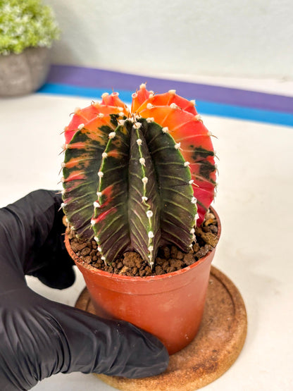 Gymnocalycium Lb Hybrid (gy5) (y2) | Imported Plants