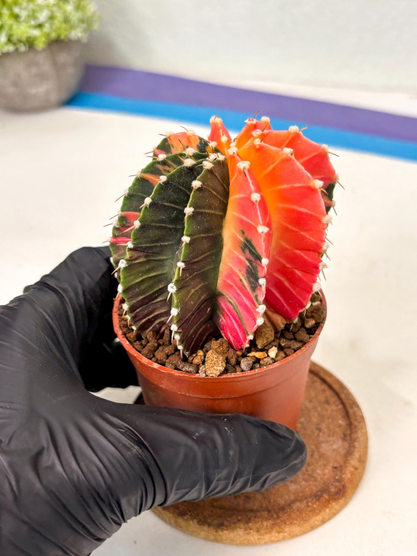 Gymnocalycium Lb Hybrid (gy5) (y2) | Imported Plants