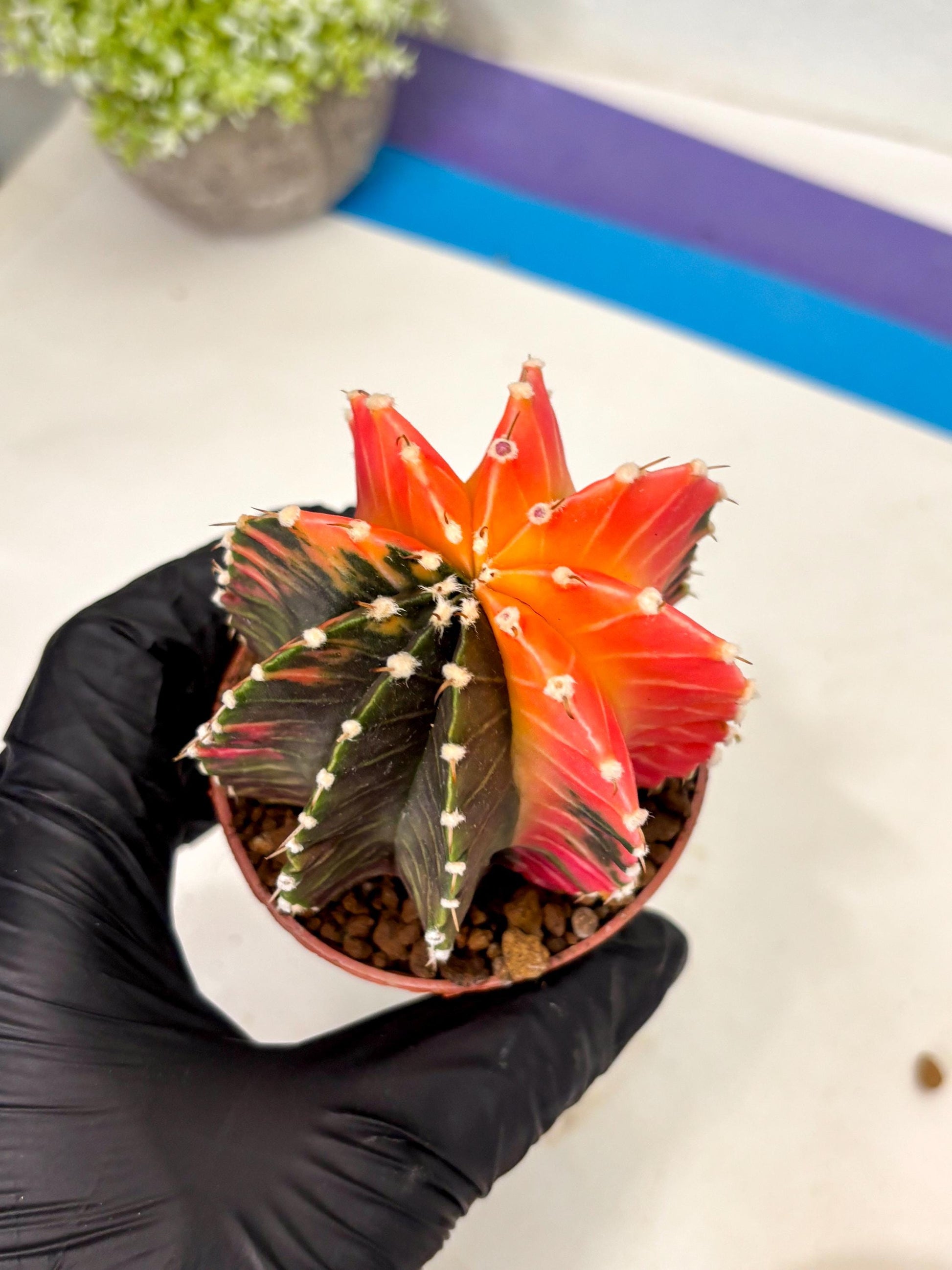 Gymnocalycium Lb Hybrid (gy5) (y2) | Imported Plants