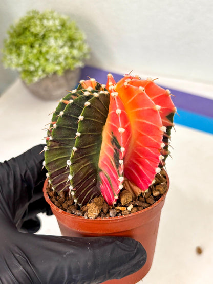 Gymnocalycium Lb Hybrid (gy5) (y2) | Imported Plants