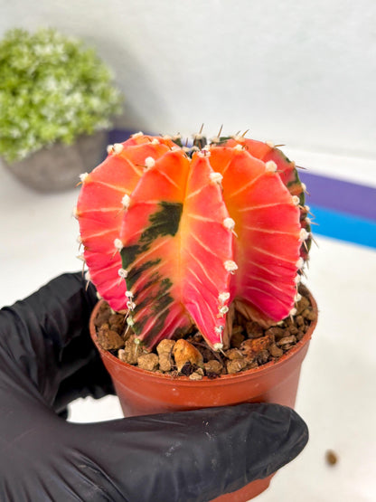 Gymnocalycium Lb Hybrid (gy5) (y2) | Imported Plants
