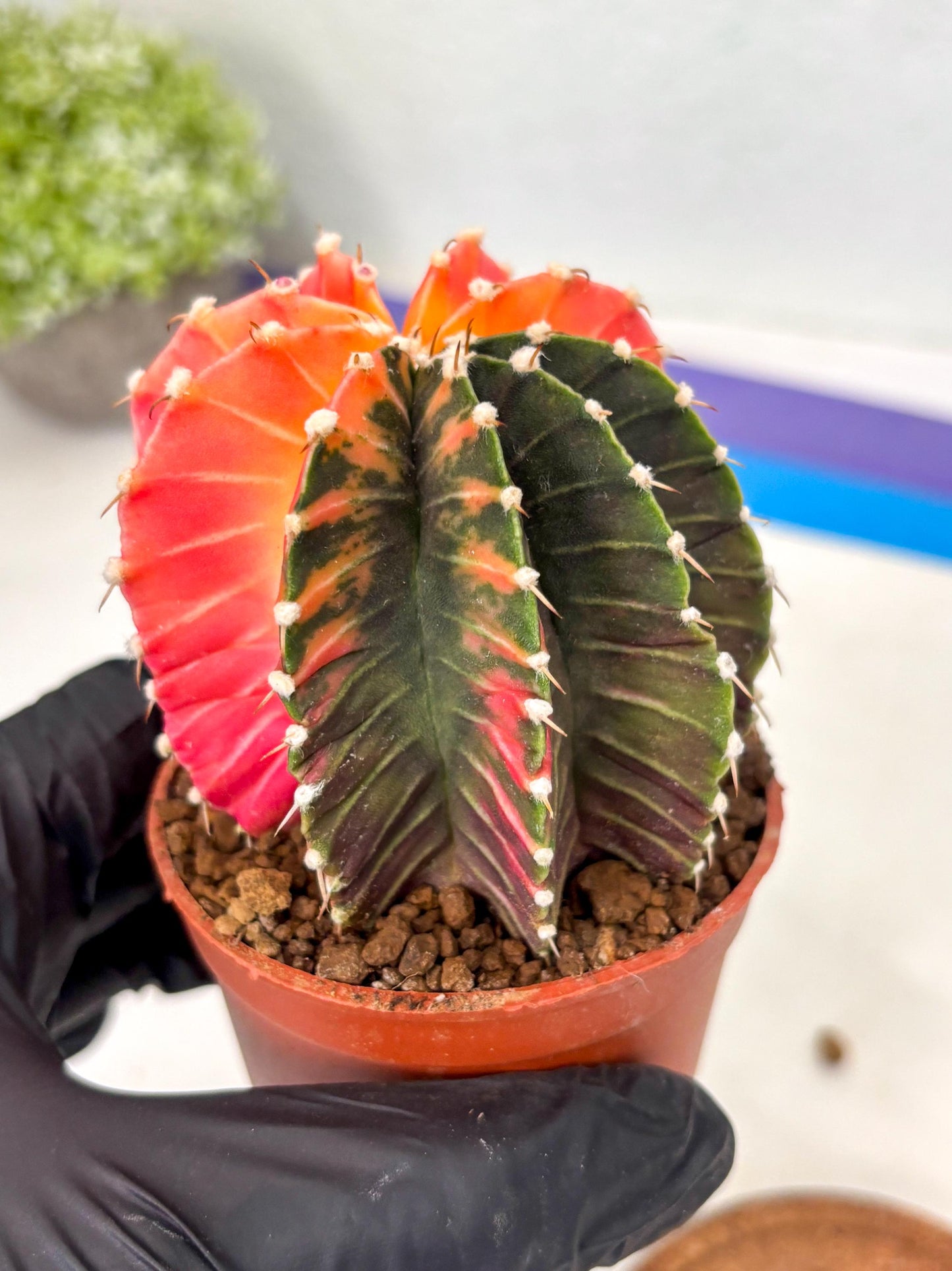 Gymnocalycium Lb Hybrid (gy5) (y2) | Imported Plants