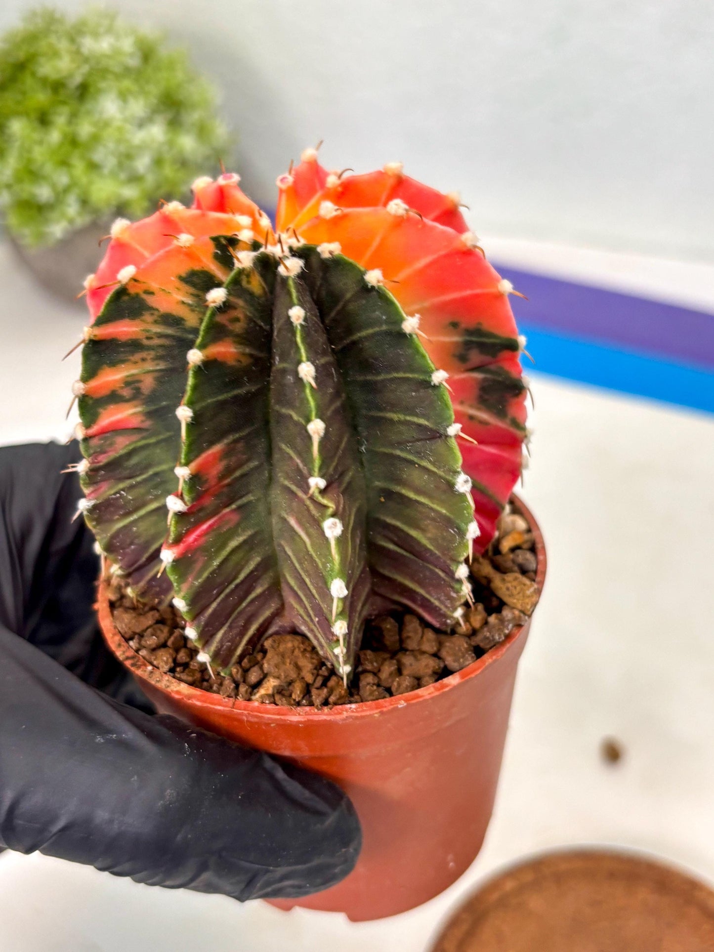 Gymnocalycium Lb Hybrid (gy5) (y2) | Imported Plants