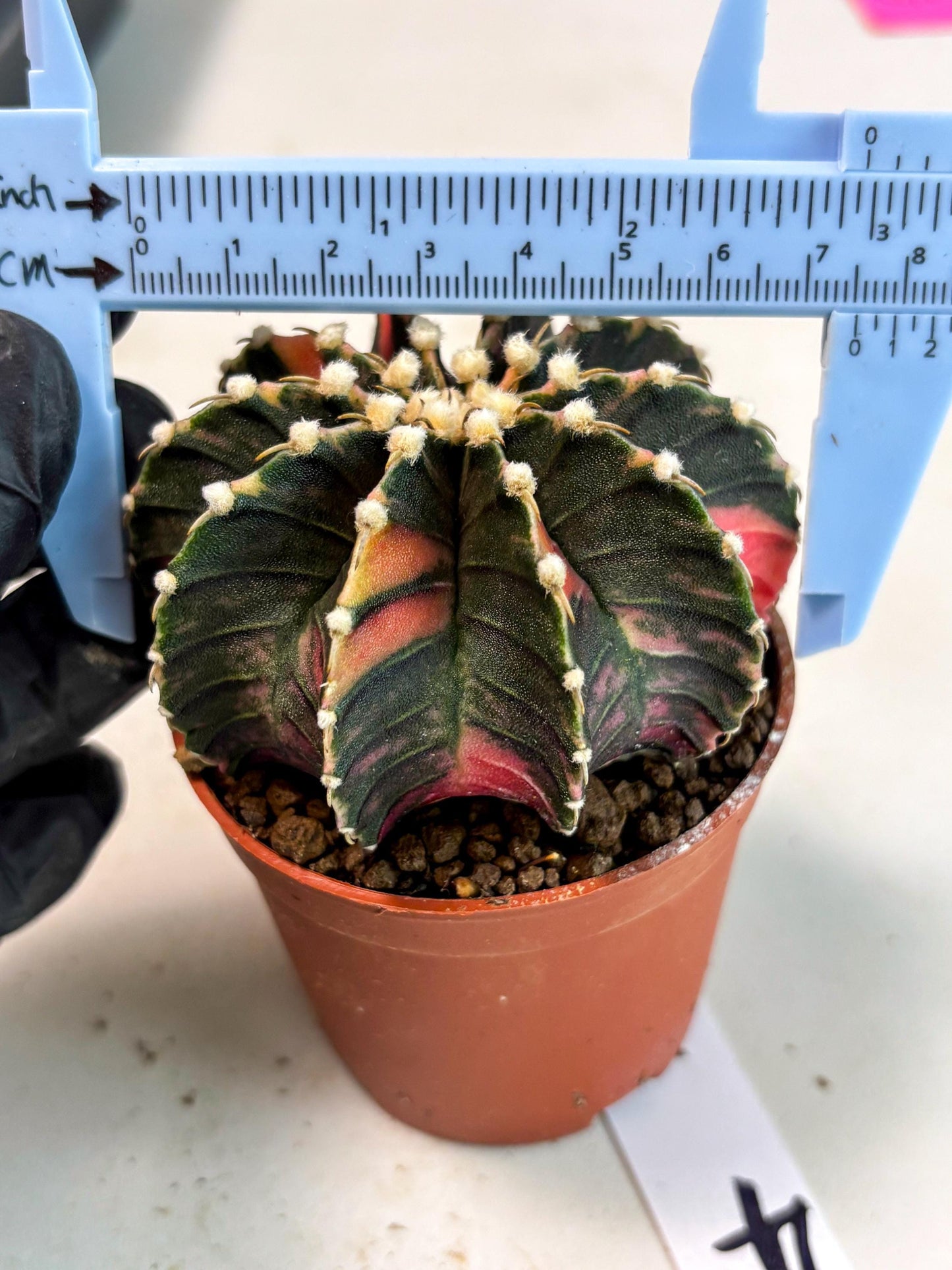 Gymnocalycium Lb Hybrid (gy5) (y4) | Imported Plants
