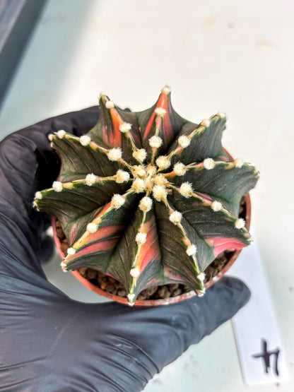 Gymnocalycium Lb Hybrid (gy5) (y4) | Imported Plants
