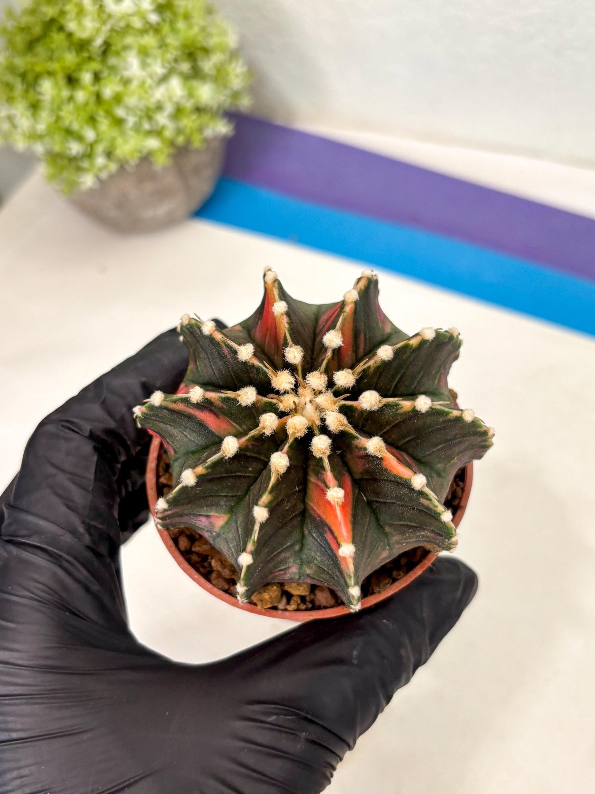 Gymnocalycium Lb Hybrid (gy5) (y4) | Imported Plants