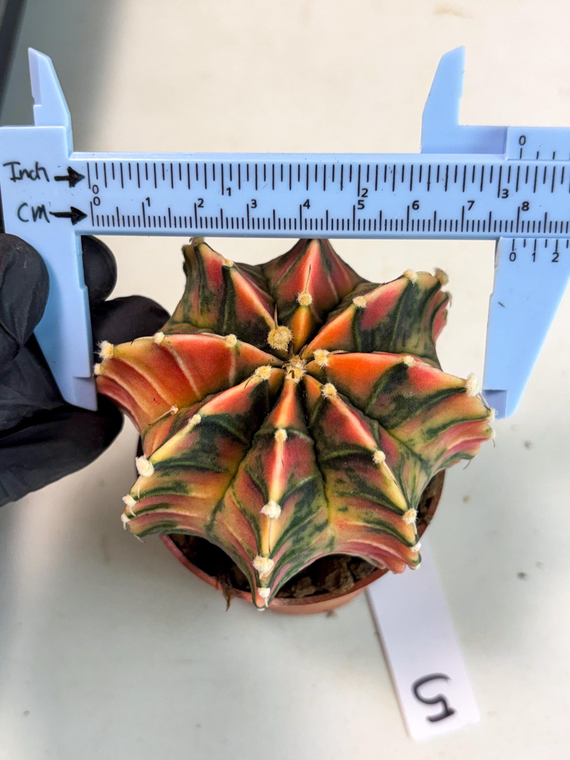 Gymnocalycium Lb Hybrid (gy5) (y5) | Imported Plants