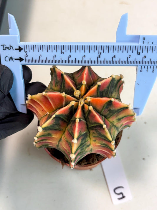 Gymnocalycium Lb Hybrid (gy5) (y5) | Imported Plants