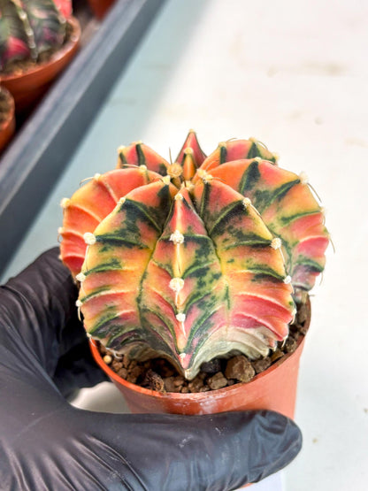 Gymnocalycium Lb Hybrid (gy5) (y5) | Imported Plants