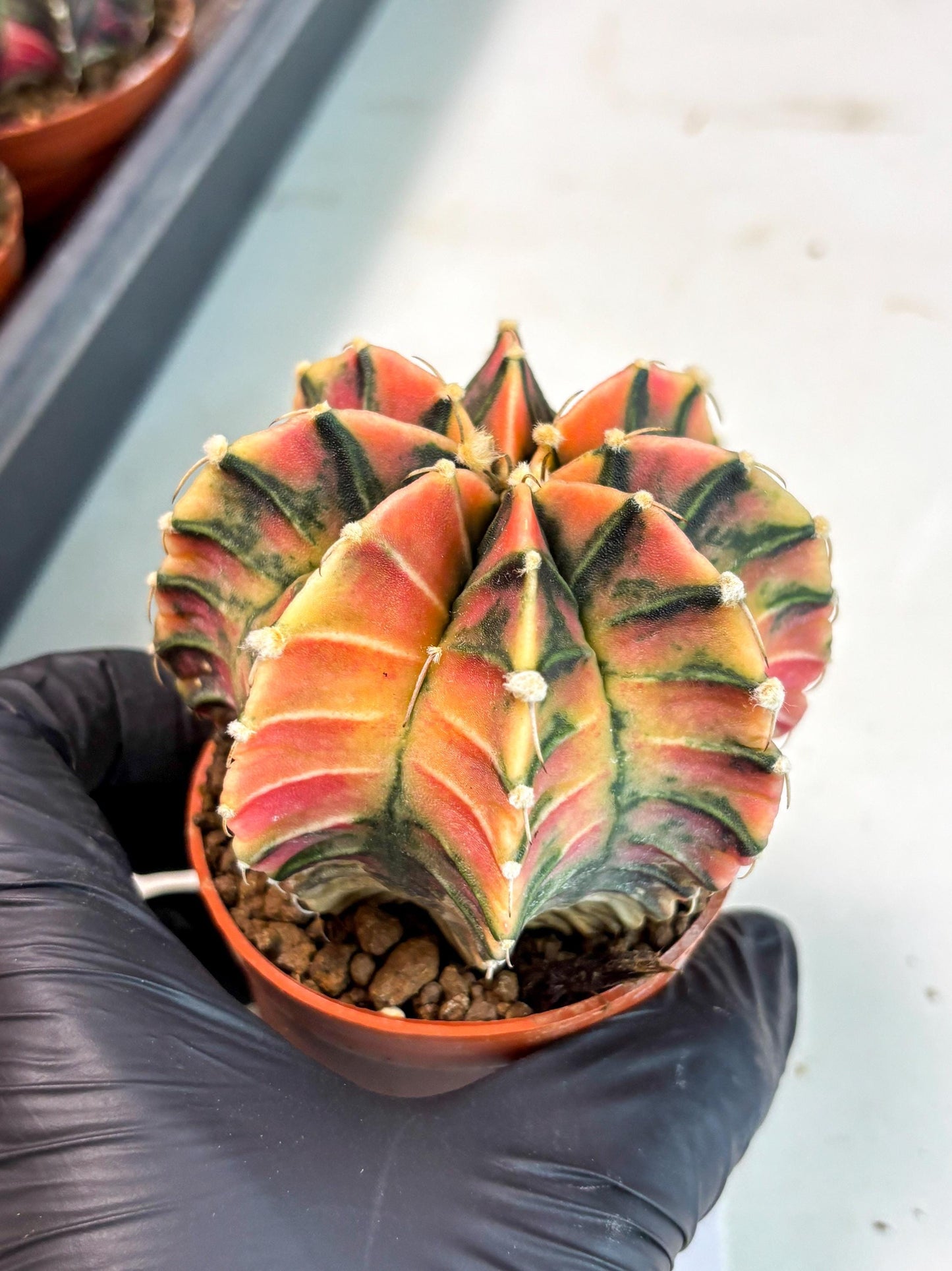 Gymnocalycium Lb Hybrid (gy5) (y5) | Imported Plants