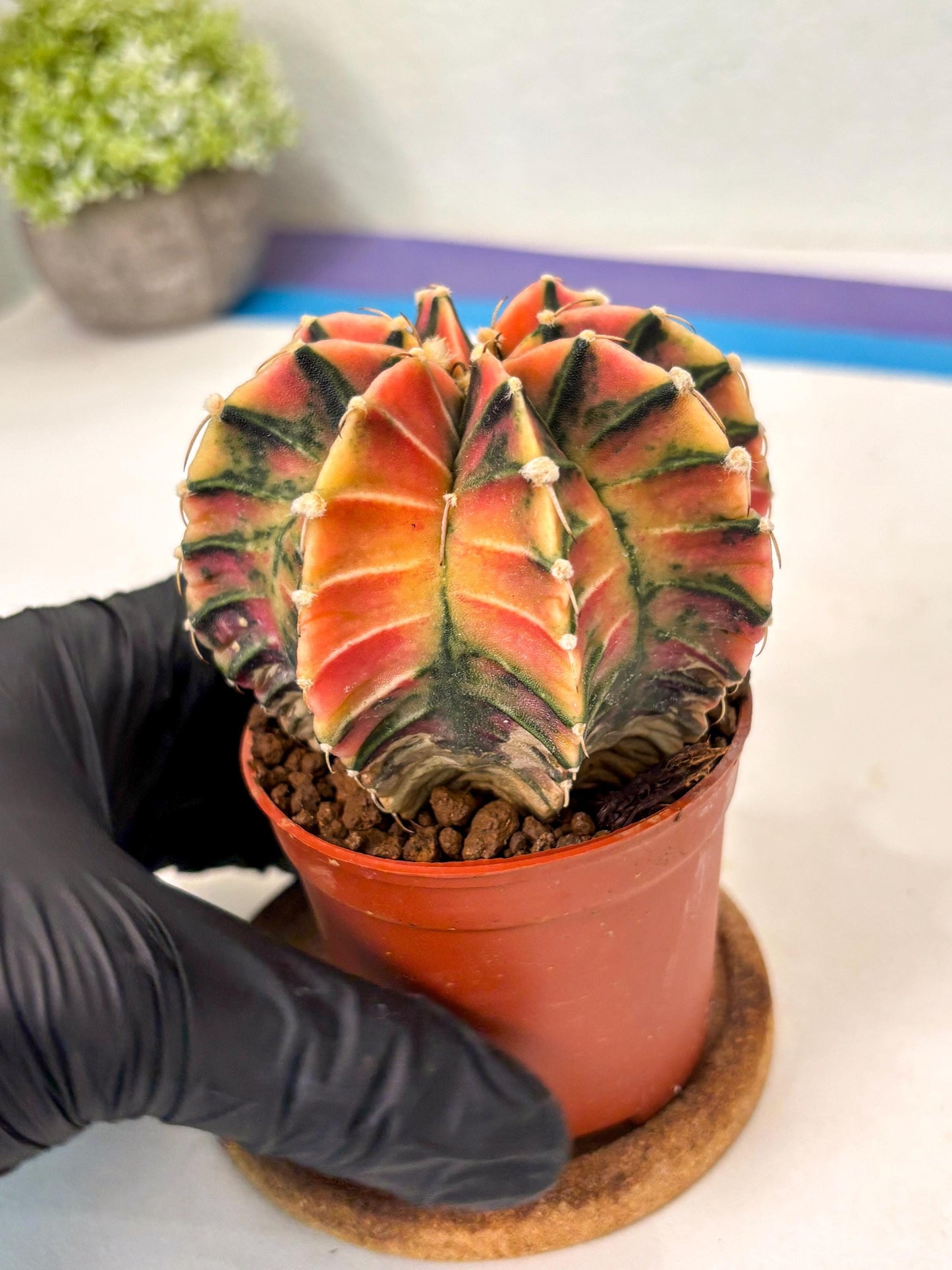 Gymnocalycium Lb Hybrid (gy5) (y5) | Imported Plants