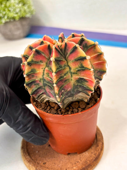 Gymnocalycium Lb Hybrid (gy5) (y5) | Imported Plants