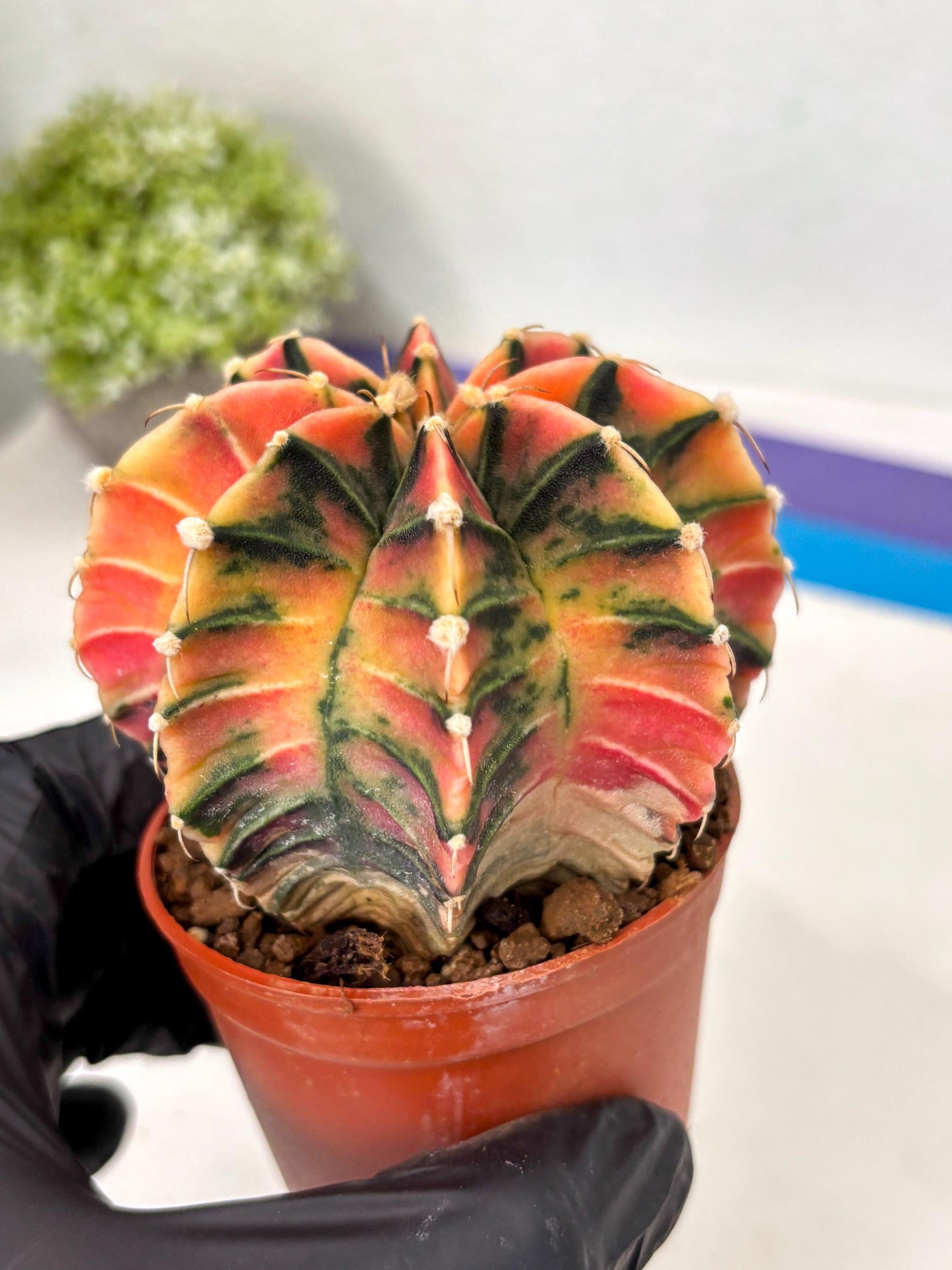 Gymnocalycium Lb Hybrid (gy5) (y5) | Imported Plants