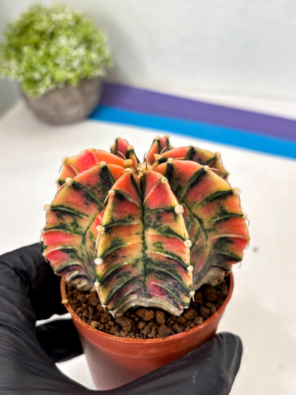 Gymnocalycium Lb Hybrid (gy5) (y5) | Imported Plants