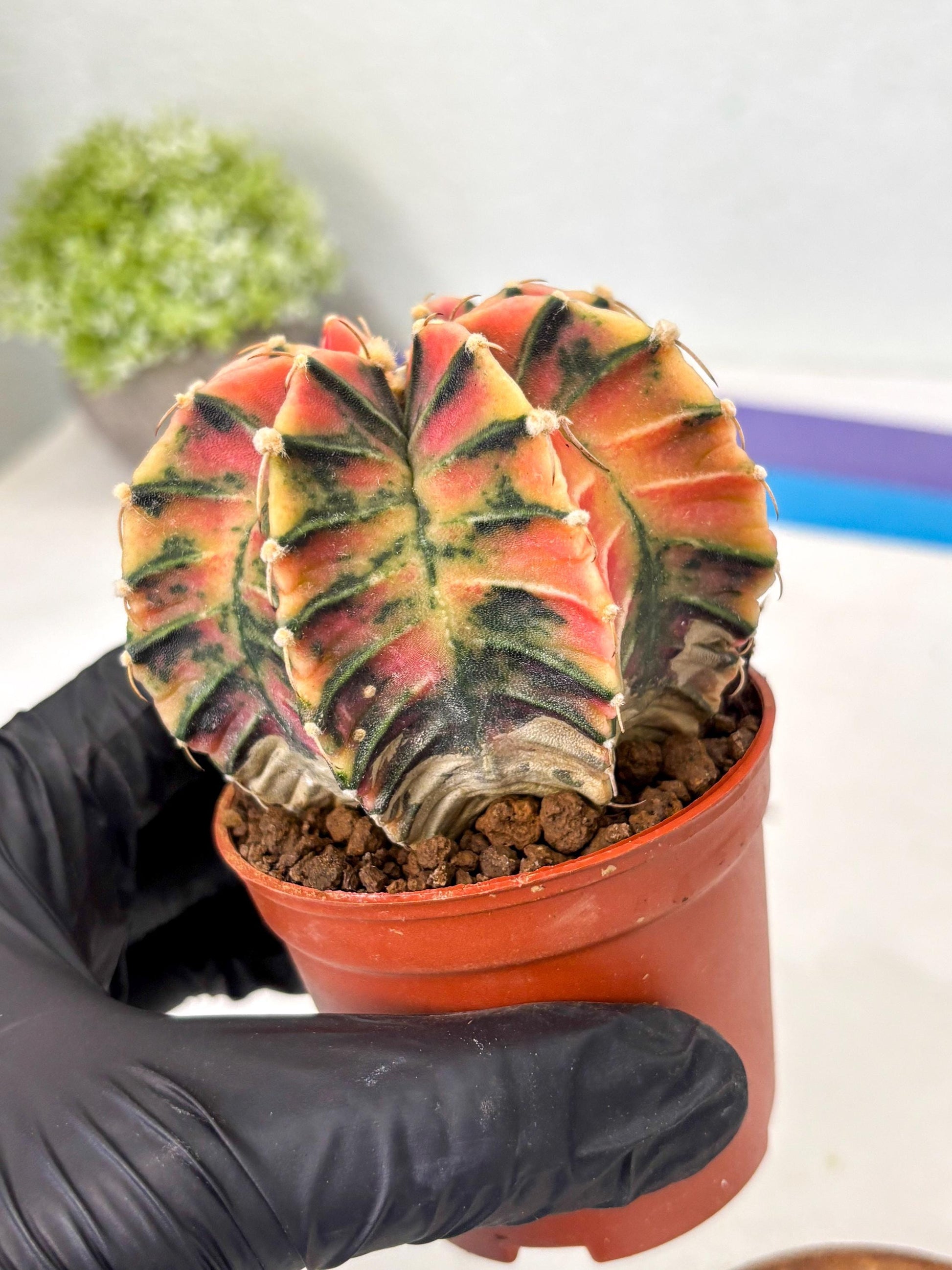 Gymnocalycium Lb Hybrid (gy5) (y5) | Imported Plants