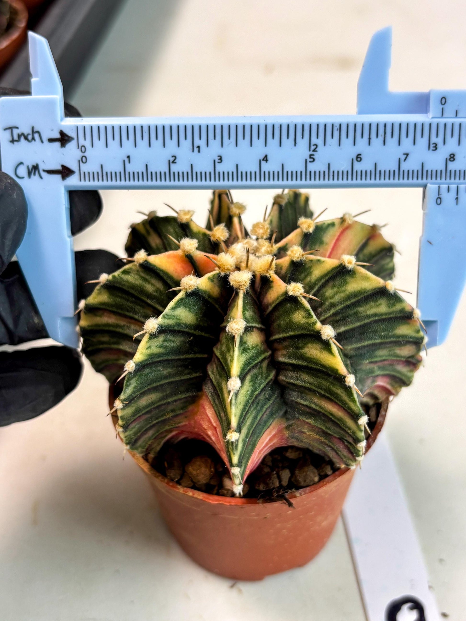 Gymnocalycium Lb Hybrid (gy5) (y6) | Imported Plants