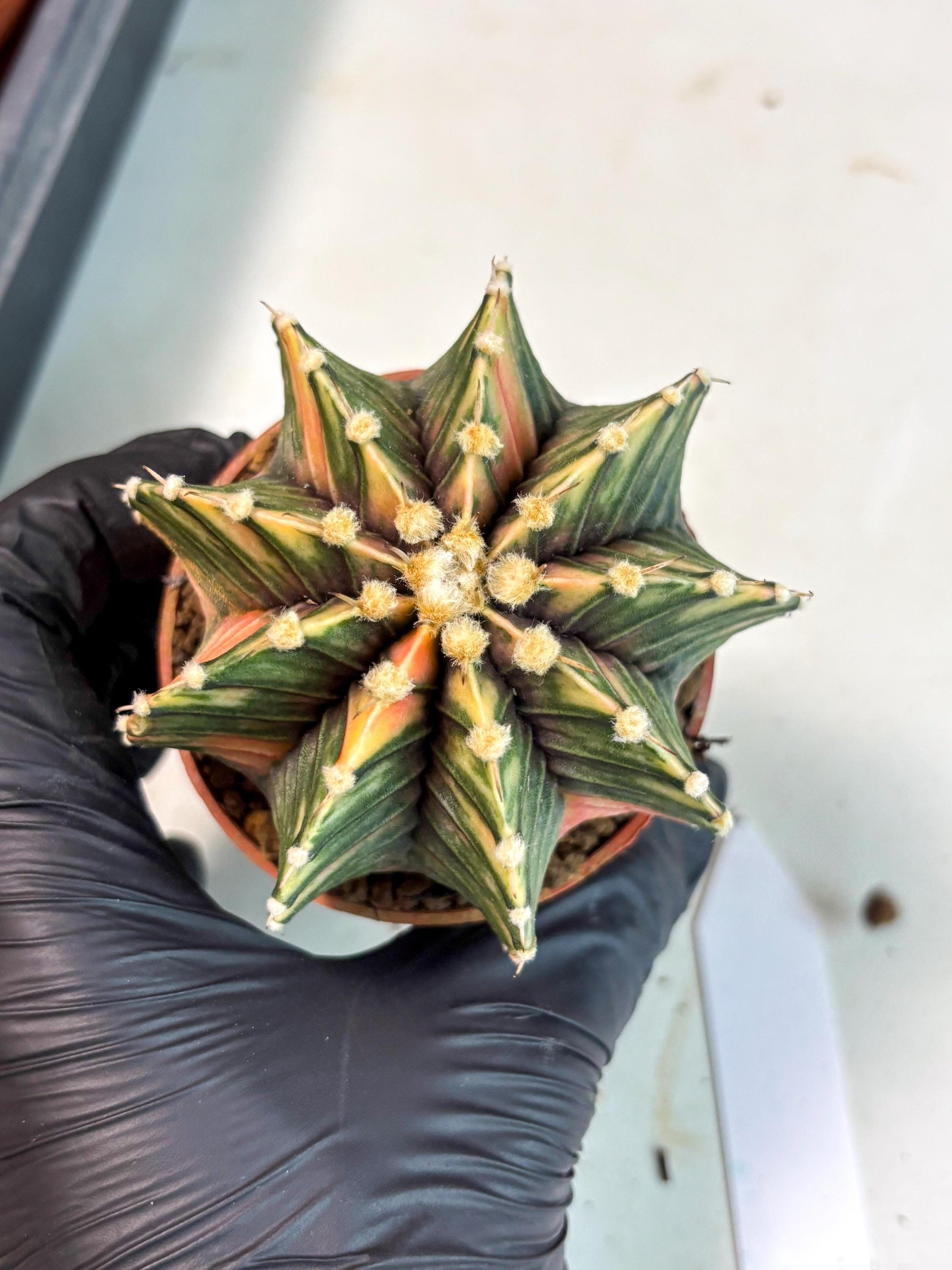 Gymnocalycium Lb Hybrid (gy5) (y6) | Imported Plants