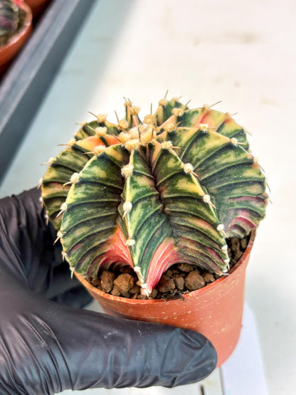 Gymnocalycium Lb Hybrid (gy5) (y6) | Imported Plants