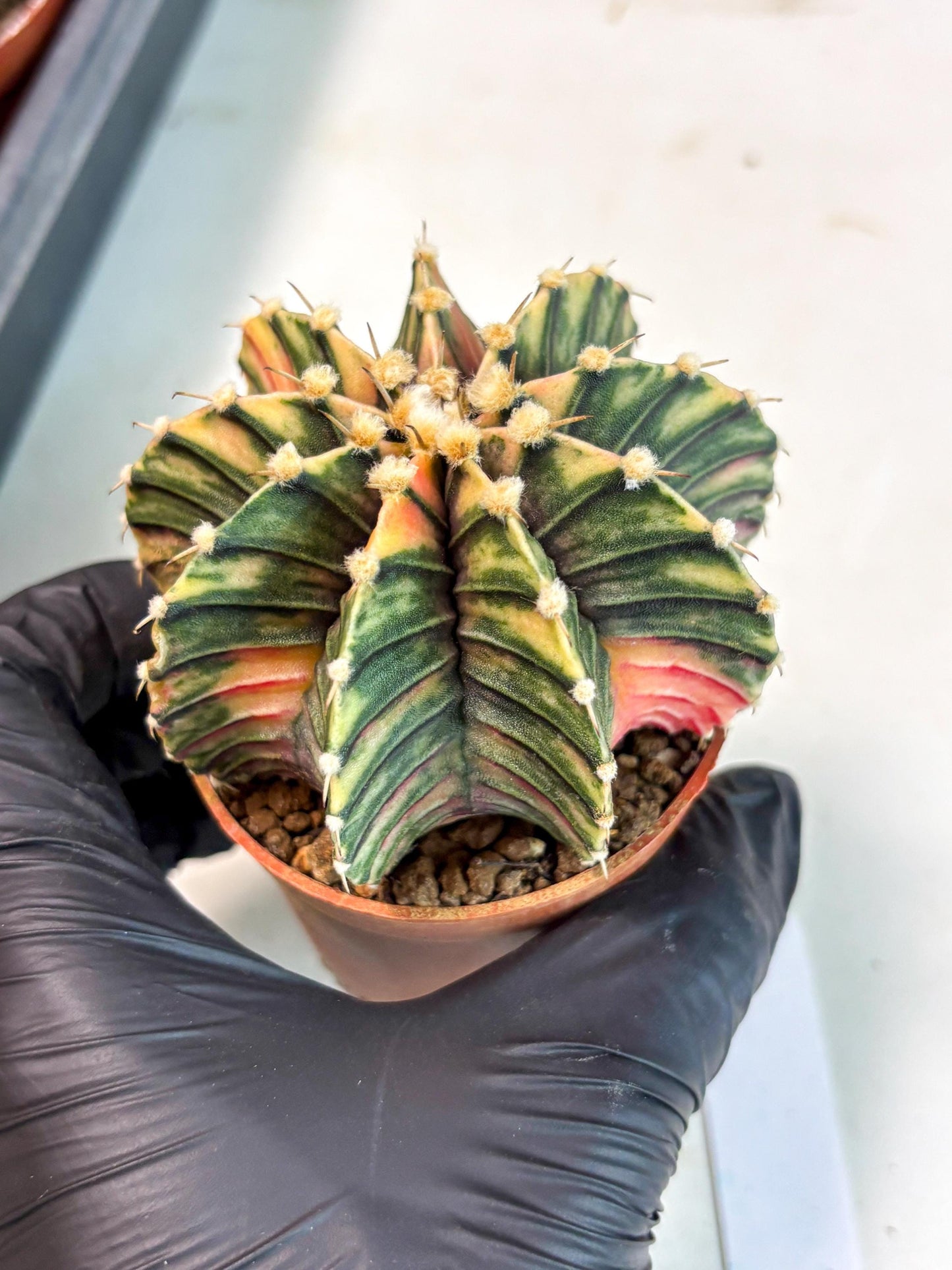 Gymnocalycium Lb Hybrid (gy5) (y6) | Imported Plants