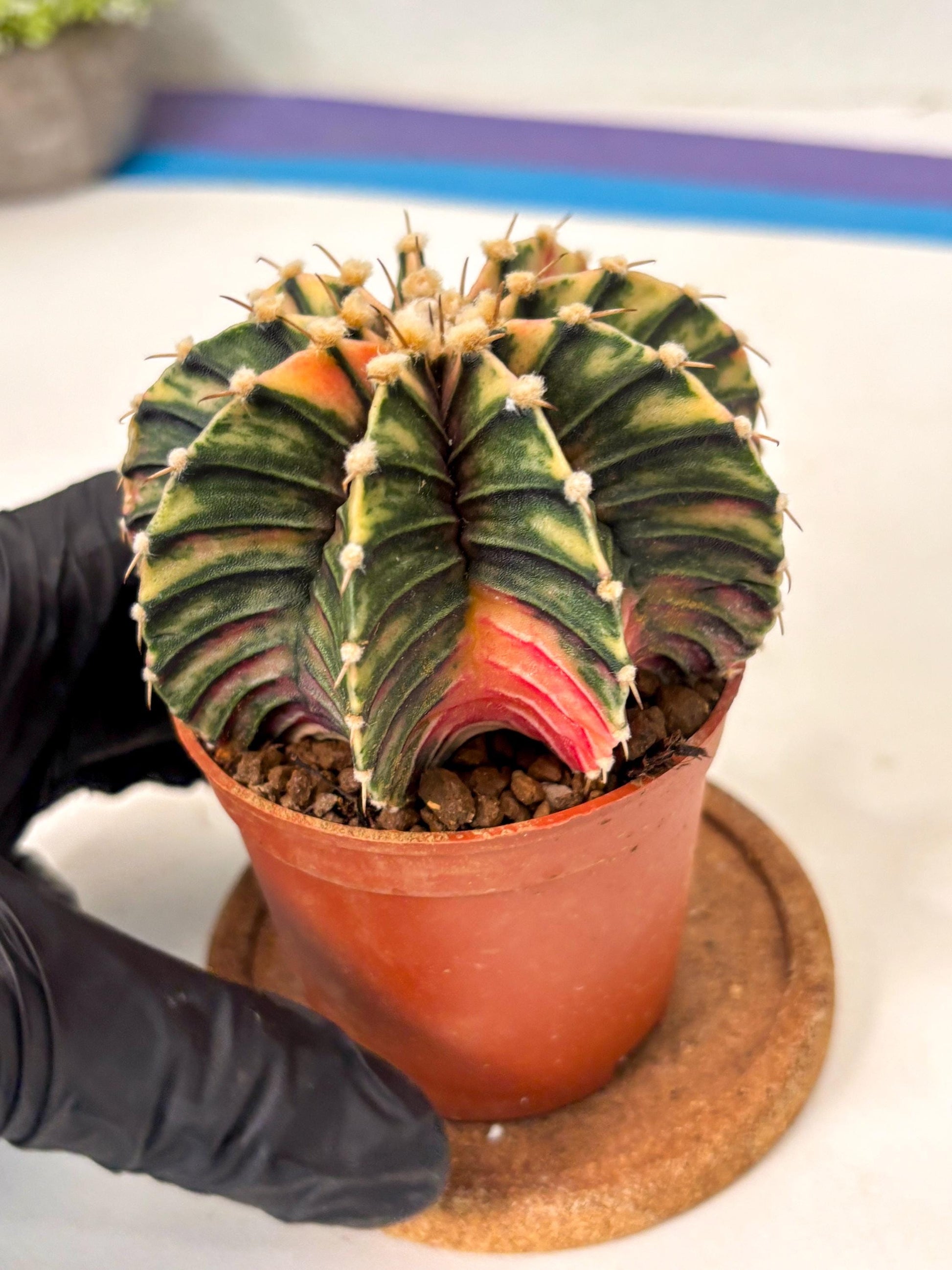 Gymnocalycium Lb Hybrid (gy5) (y6) | Imported Plants