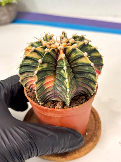 Gymnocalycium Lb Hybrid (gy5) (y6) | Imported Plants