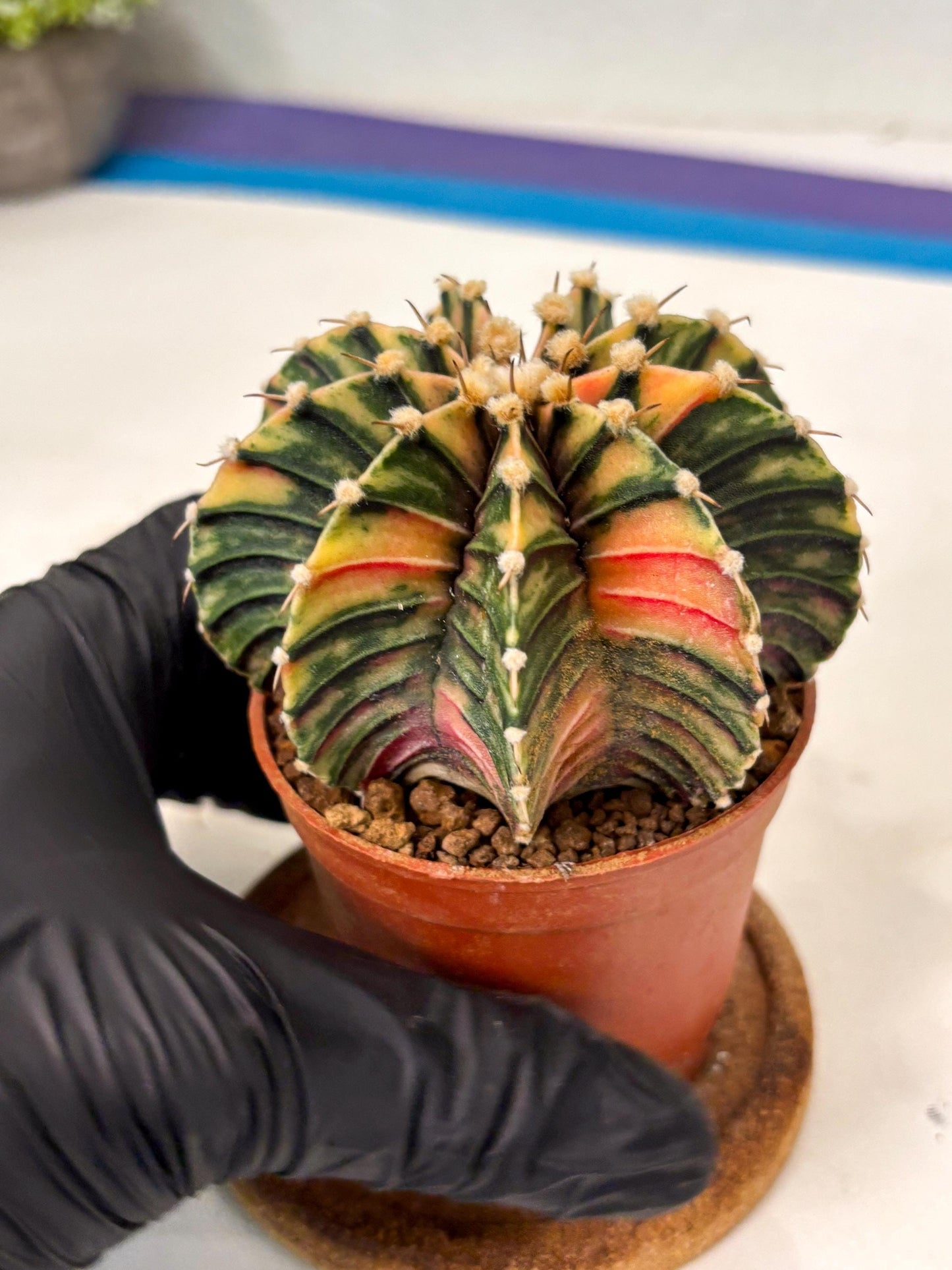 Gymnocalycium Lb Hybrid (gy5) (y6) | Imported Plants