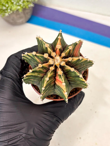 Gymnocalycium Lb Hybrid (gy5) (y6) | Imported Plants