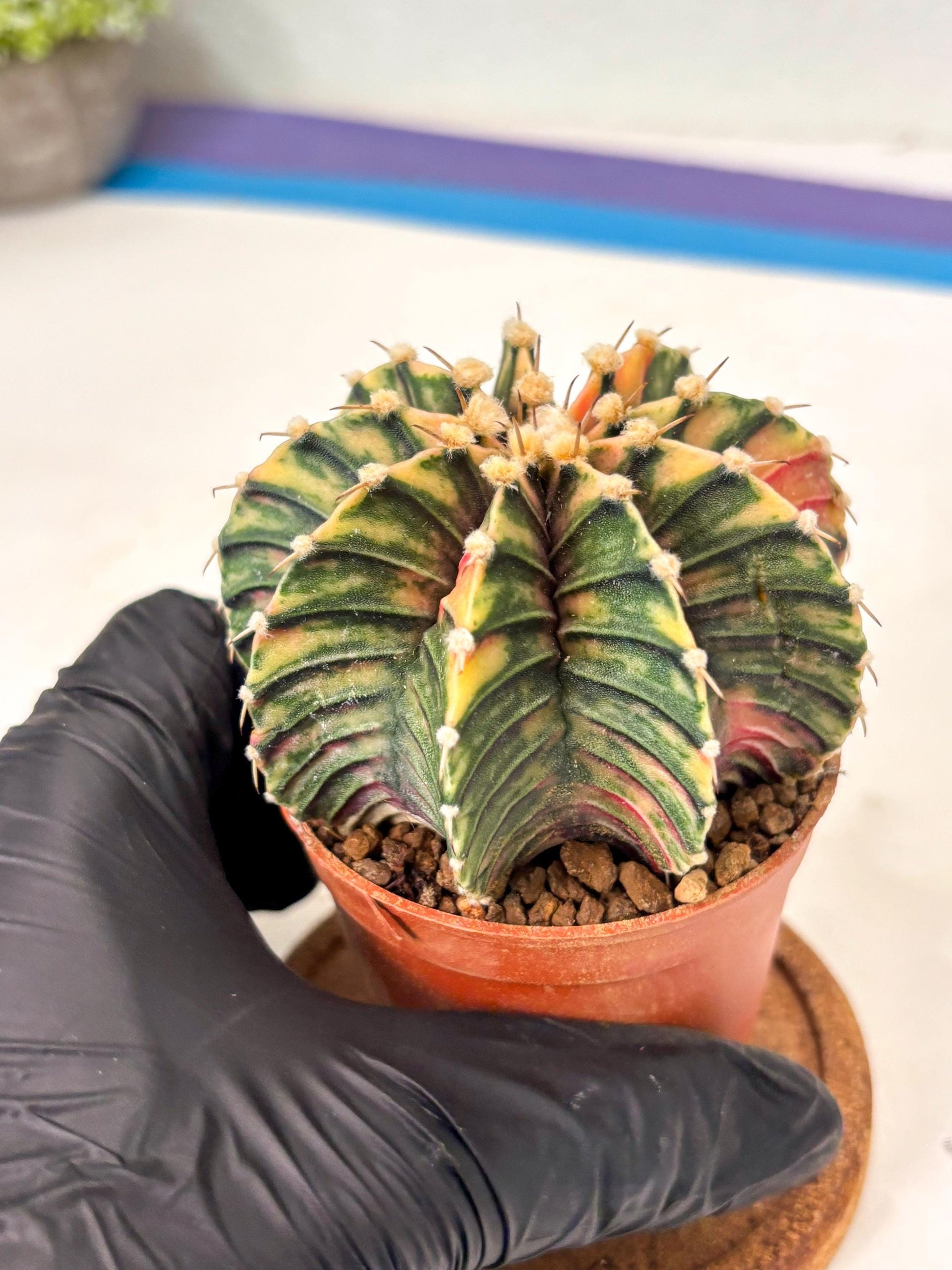 Gymnocalycium Lb Hybrid (gy5) (y6) | Imported Plants
