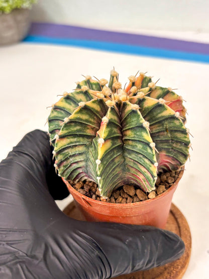 Gymnocalycium Lb Hybrid (gy5) (y6) | Imported Plants