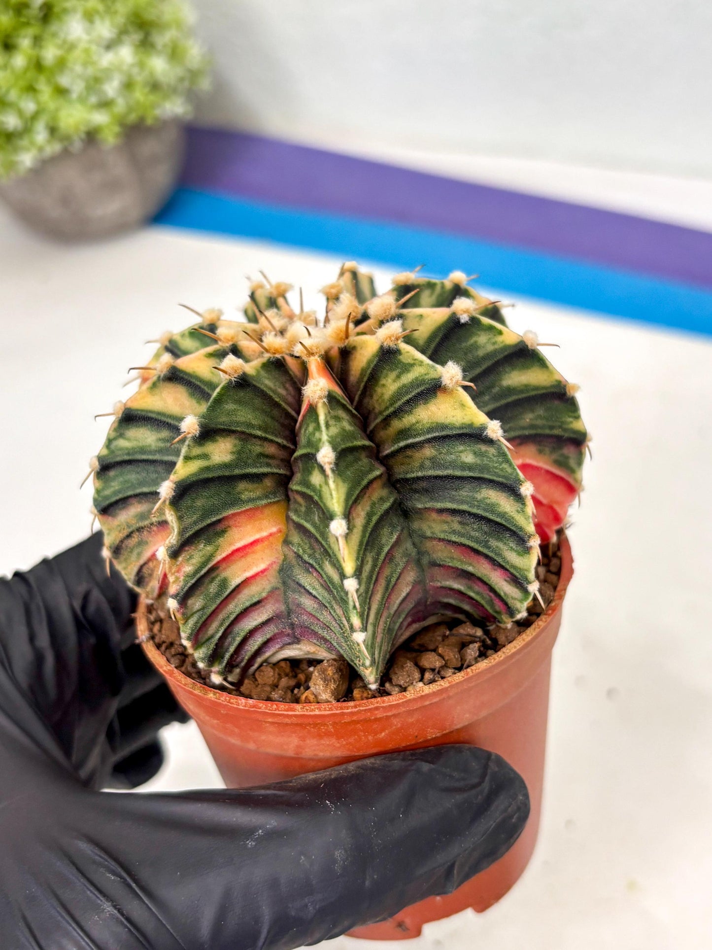 Gymnocalycium Lb Hybrid (gy5) (y6) | Imported Plants